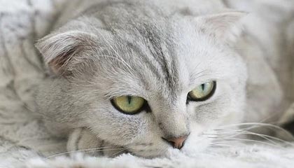 ppypp——让生活更有趣的创新体验