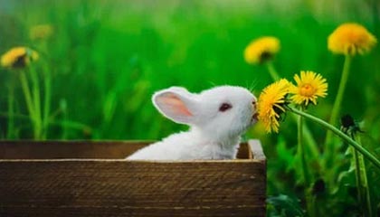 pixiv深度揭秘:pzhan风波背后,网红在公司会议室的角色罕见令人意外